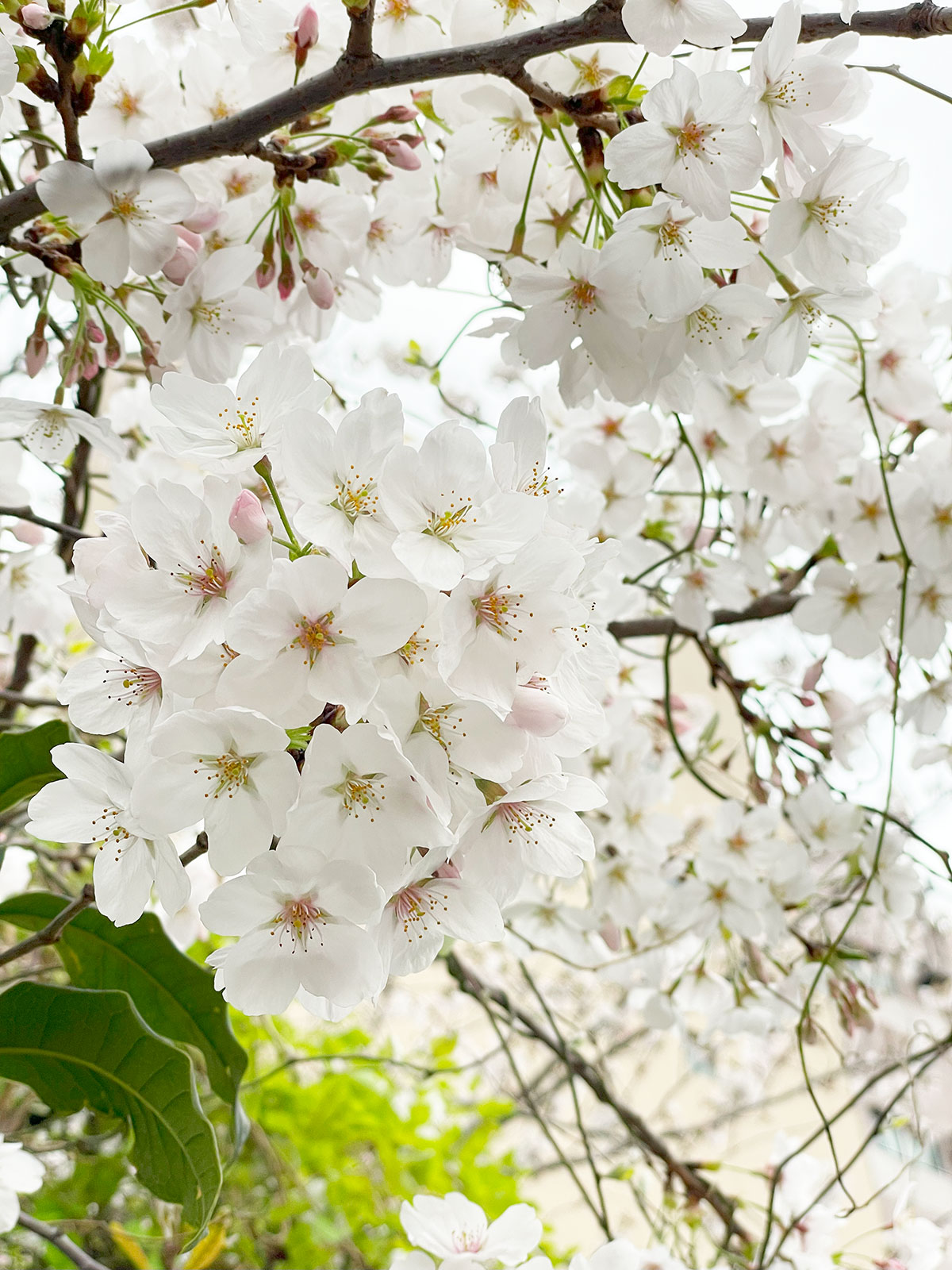 期間限定の桜便り池袋の桜