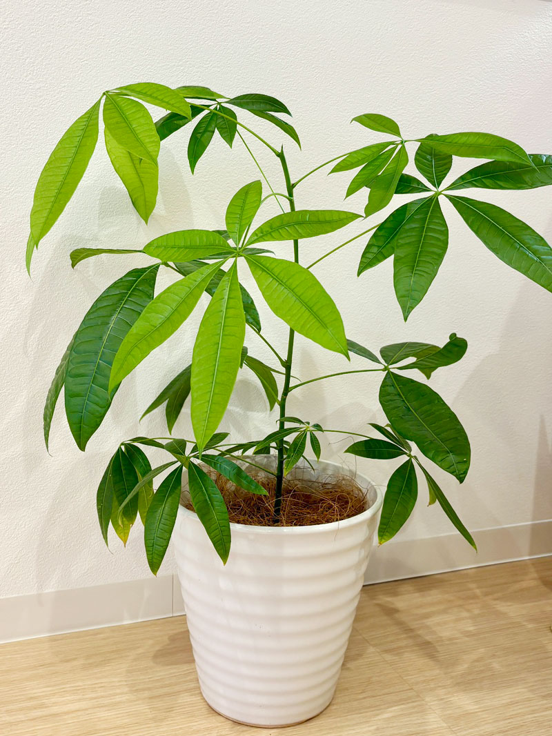 パキラ 大きく成長 観葉植物 発根 葉挿し 比較的育てやすい 快活 勝利 幸運