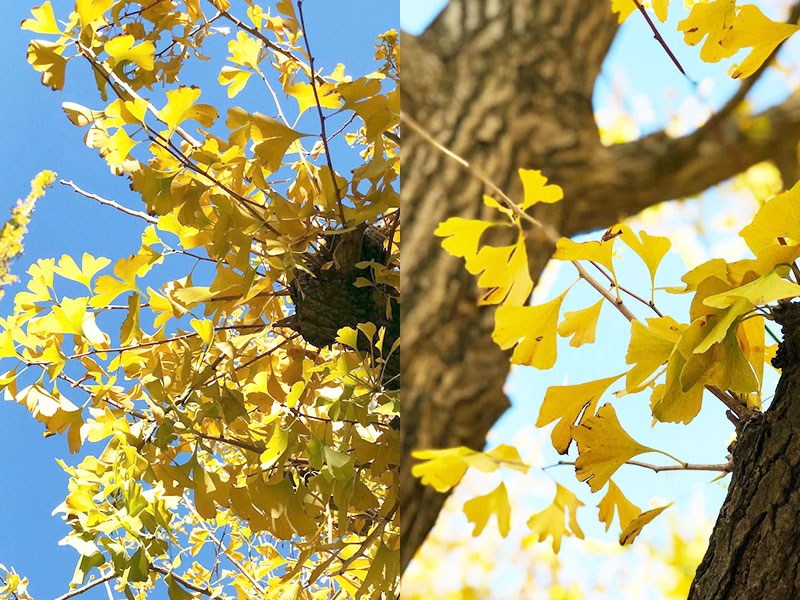 新生活の準備は年内がカギ 師走 年明け 黄金色 黄金色の絨毯 明治通り イチョウの木 不動産業界 新生活シーズン 繁忙期