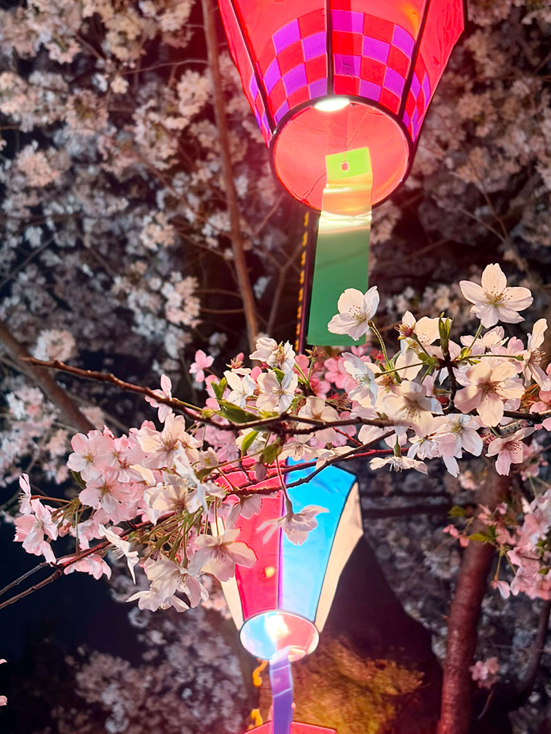 桜 満開 桜祭り お花見 縁日 ライトアップ 雑司が谷 鬼子母神 法明寺