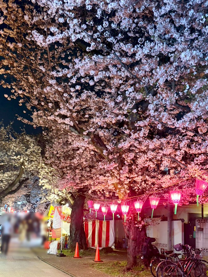 桜 満開 桜祭り お花見 縁日 ライトアップ 雑司が谷 鬼子母神 法明寺
