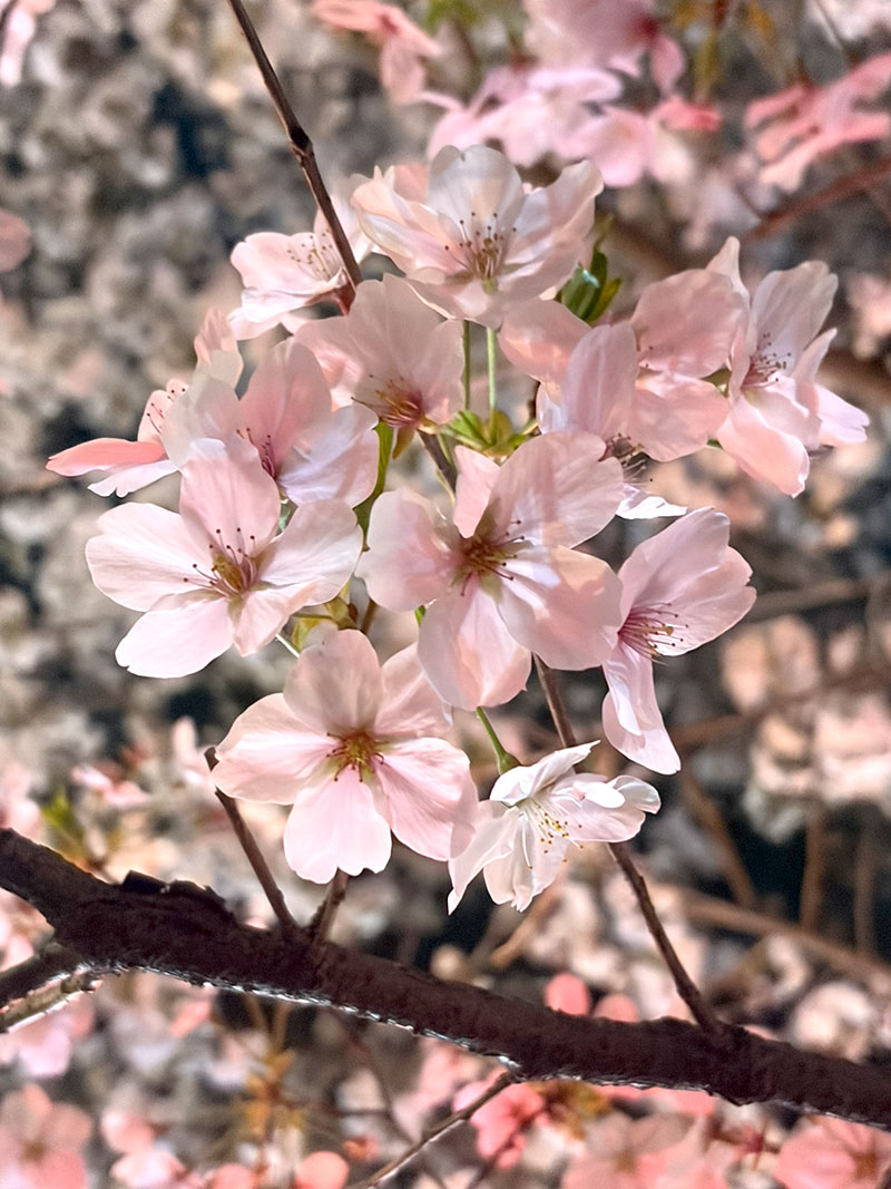 桜 満開 桜祭り お花見 縁日 ライトアップ 雑司が谷 鬼子母神 法明寺