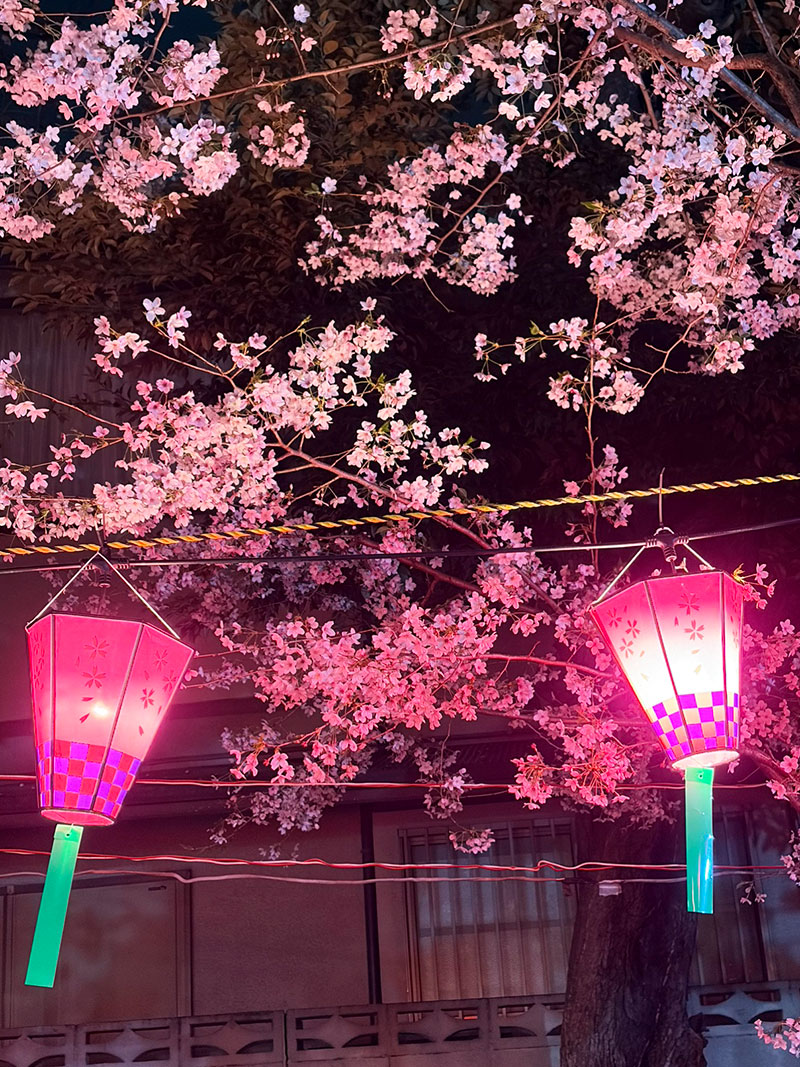 桜 満開 桜祭り お花見 縁日 ライトアップ 雑司が谷 鬼子母神 法明寺