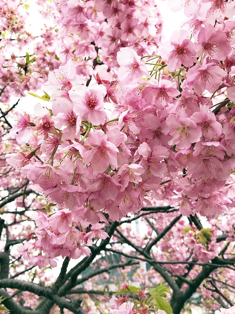 桜 満開  お花見