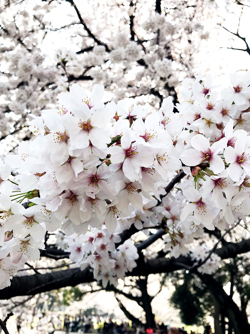 桜 満開  お花見