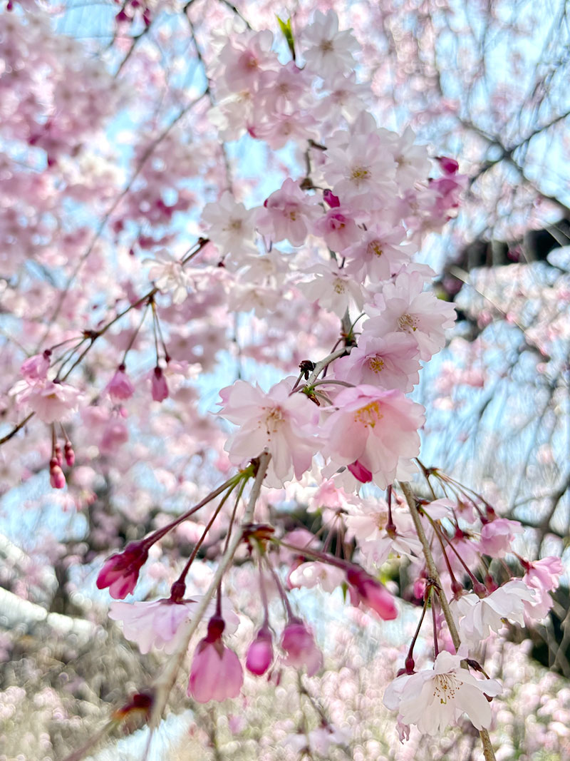 桜 満開  お花見