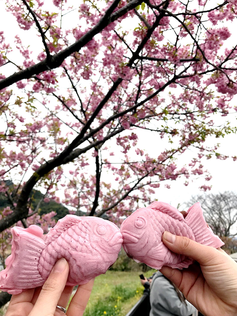 桜 満開  お花見